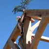 Frame Raising Pine Bough 02